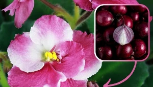 Zastosuj tę domową odżywkę, a fiołek szybko wypuści nowe pąki