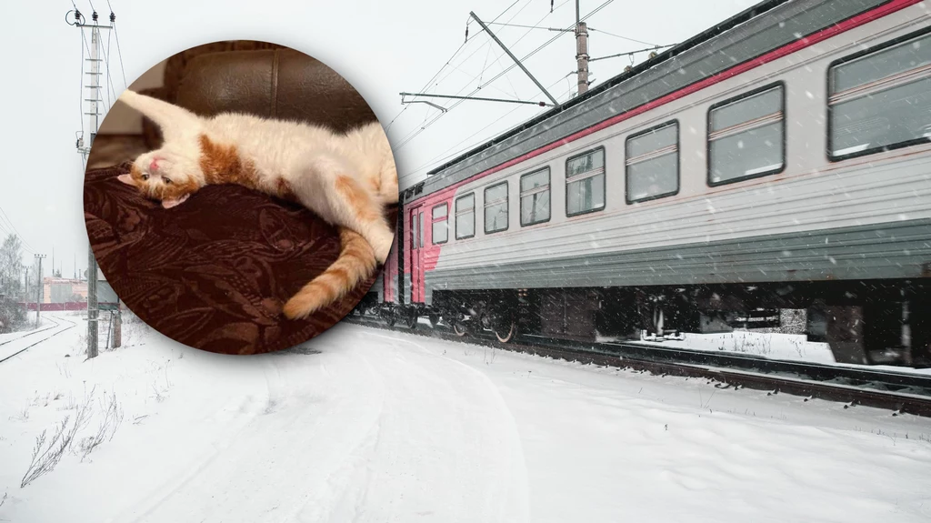W Rosji doszło do bulwersującego zdarzenia. Konduktorka pociągu wyrzuciła na mróz kota należącego do jednego z pasażerów. Za zachowanie kobiety przeprosiły Koleje Rosyjskie. Zwierzę prawdopodobnie nie przeżyło