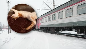 Konduktorka pociągu w Rosji wyrzuciła kota na mróz. Nie przeżył
