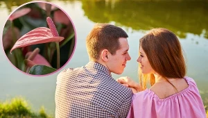 Kwiat flaminga sprzyja miłości i randkom. Tak o niego zadbasz