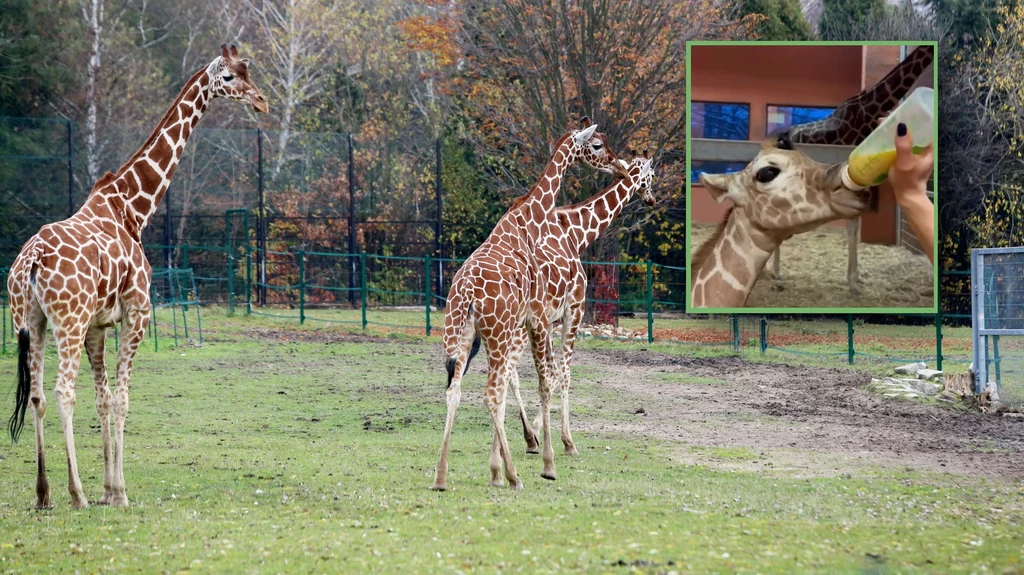 W Chorzowie przyszła na świat mała żyrafa. To już drugie takie narodziny na Śląsku w ostatnich tygodniach. Niedawno żyrafa urodziła się także w Łodzi