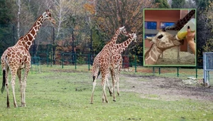Śląskie zoo ma nową lokatorkę. W Polsce urodziła się kolejna żyrafa