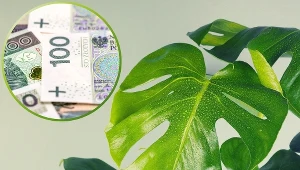 Wykorzystaj liść monstery, by przyciągnąć pieniądze. Zasobność portfela wzrośnie