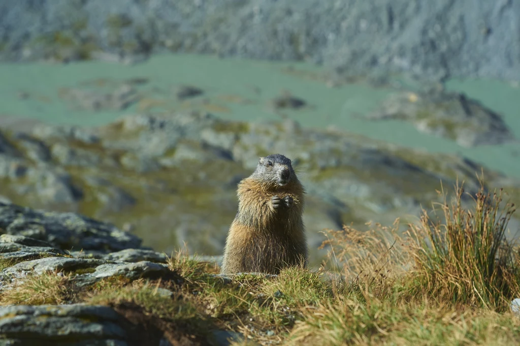 Alpejski świstak, Marmota marmota