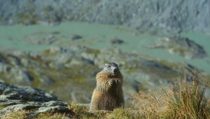 Alpejski świstak, Marmota marmota