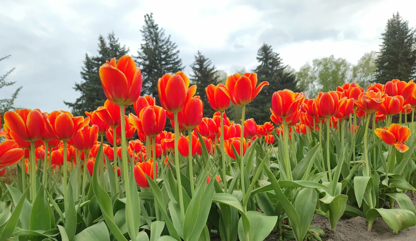 Tulipany zakwitną wczesną wiosną, jeśli posadzimy je najpóźniej w lutym.