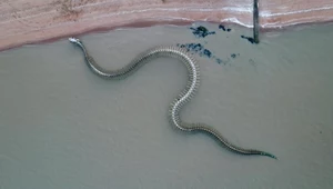 Gigantyczny wąż na plaży? Prawda o stworze może nieźle zaskoczyć