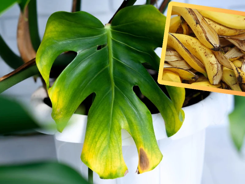 Nawóz ze skórek po bananach działa na monsterę jak naturalny zasilacz Nawóz ze skórek po bananach działa na monsterę jak naturalny zasilacz