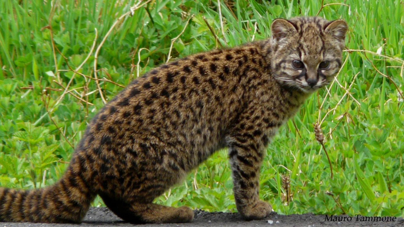 Ocelot chilijski jest najmniejszym kotowatym półkuli zachodniej Ocelot chilijski jest najmniejszym kotowatym półkuli zachodniej