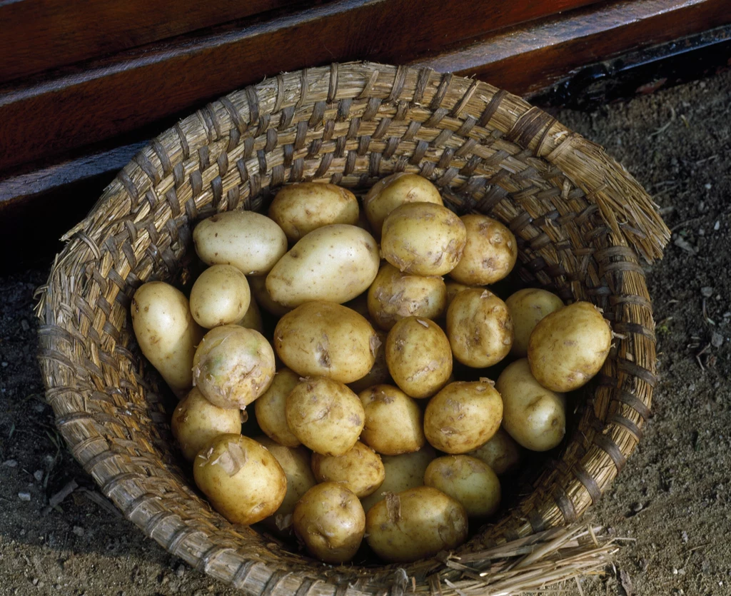 La Bonnotte z wyglądu nie odróżniają sie od naszych polskich ziemniaków