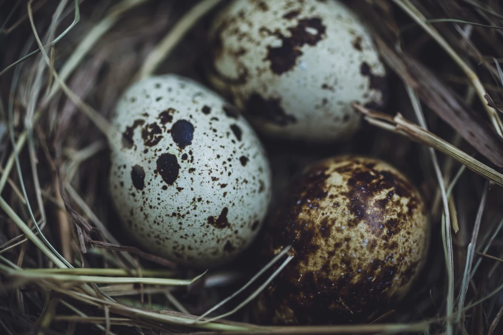 Jajko przepiórcze jest czterokrotnie mniejsze od kurzego
