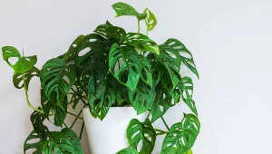 Monstera od dawna nie ma nowych liści? Zastosuj trik znajomej kwiaciarki 