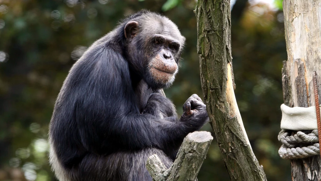 Nie żyje szympansica Kizi. Miała 43 lata i mieszkała w zoo we Wrocławiu (zdj. ilustracyjne)