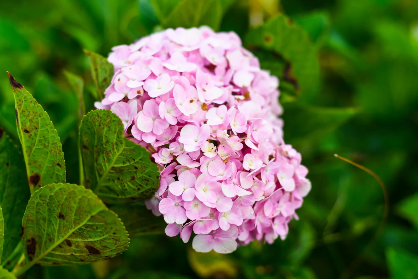 Hortensje pięknie rozkwitną, o ile je dobrze zabezpieczymy na zimę