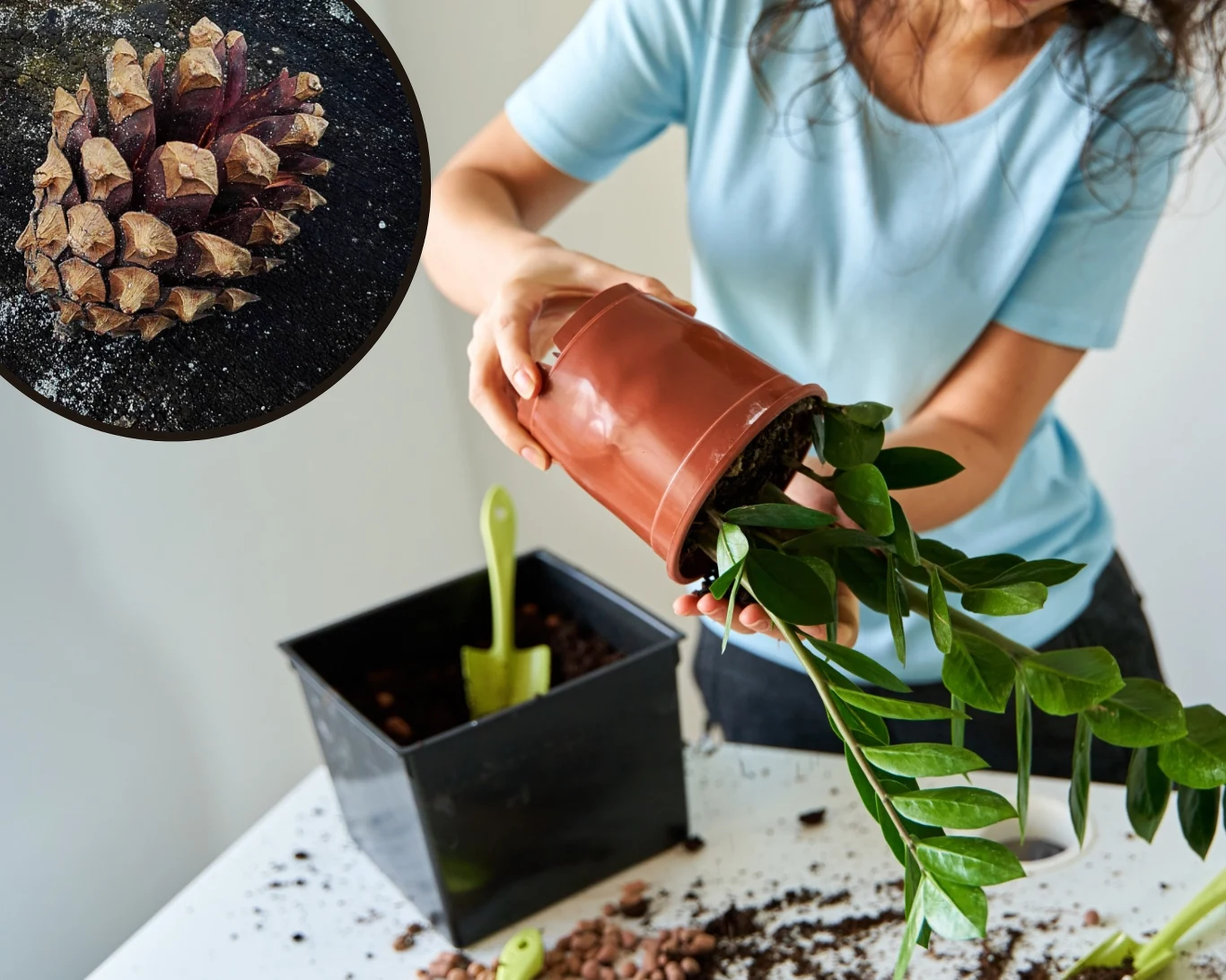 .instagram.com/karolina.g.r/ Dlaczego warto wkładać szyszki do doniczek? .instagram.com/karolina.g.r/ Dlaczego warto wkładać szyszki do doniczek?