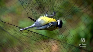 Włoch nielegalnie hodował ptaki w Polsce. Zwierzęta wracają do zdrowia