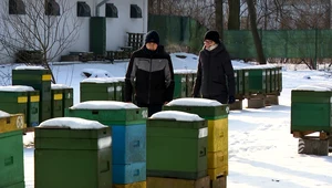 Co robią pszczoły zimą? Odpowiedź zaskakuje