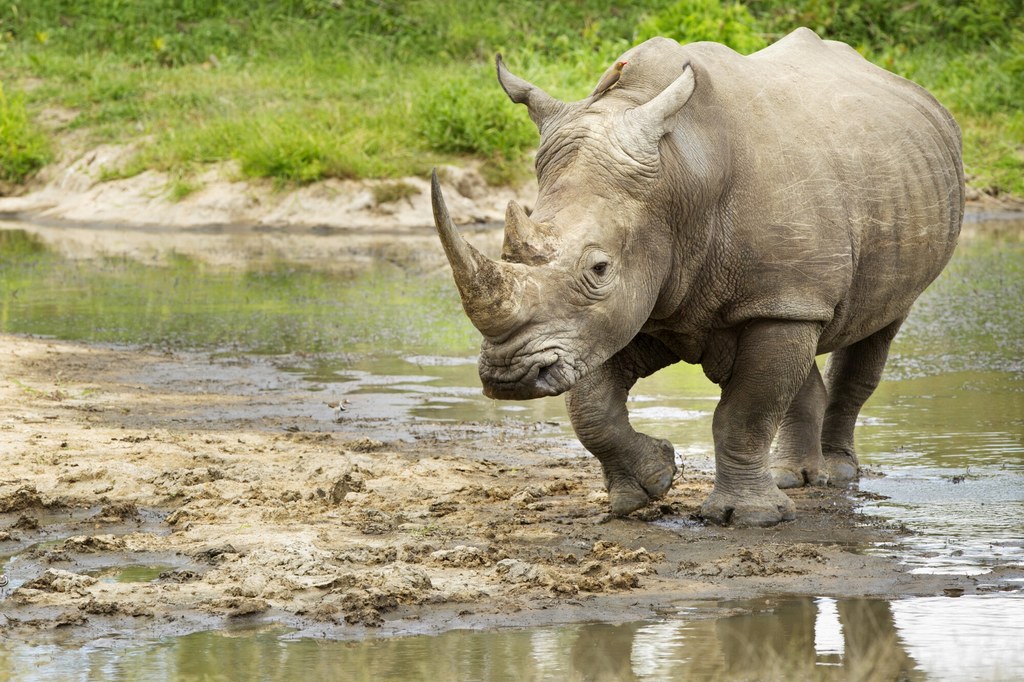 Nosorożec północny (Ceratotherium simum cottoni) jest krytycznie zagrożony wyginięciem