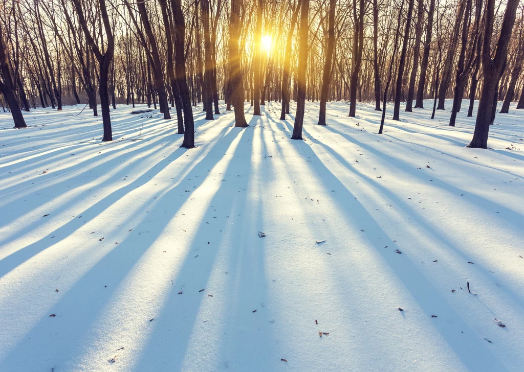 W polskich lasach pojawiają się tajemnicze placki w śniegu 