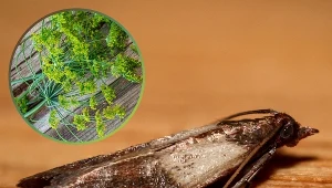 Włóż do szafki, a mole spożywcze znajdą sobie inny dom. Wystarczy kilka gałązek