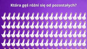 Test na spostrzegawczość: Która gęś różni się od pozostałych? Tylko bystre oko znajdzie różnicę