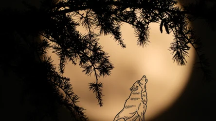 Pierwsza pełnia Księżyca w 2024 już dziś! Dlaczego nazywamy ją "wilczą"?