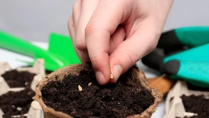 Zimą warto zadbać o domowy warzywniak, dzięki temu świeże warzywa i zioła będziesz mieć na wyciągnięcie ręki