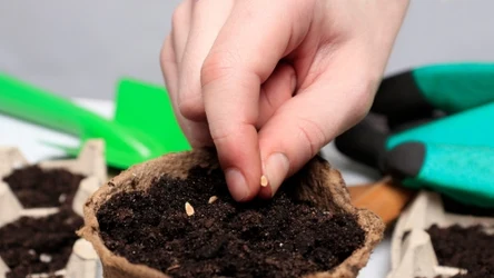 Zimą warto zadbać o domowy warzywniak, dzięki temu świeże warzywa i zioła będziesz mieć na wyciągnięcie ręki