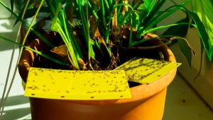 To jest lepsze niż lep na ziemiórki. Wyniosą się gdzie pieprz rośnie