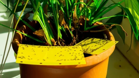 Ziemiórki są częstym problem podczas uprawy roślin doniczkowych