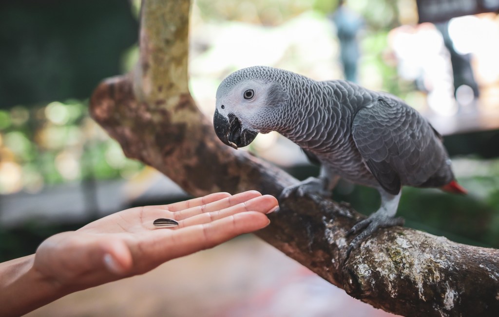 Brytyjskie zoo ma nie lada problem. Osiem papug nauczyło się przeklinać i nie potrafią przestać