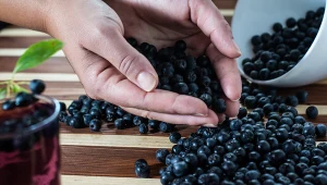 Aronia to rekordzista pod względem ilości antyoksydantów. Jedz, a unikasz chorób cywilizacyjnych