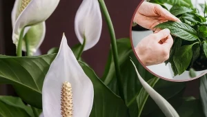 Końcówki liści skrzydłokwiatu brązowieją? Winna może być woda