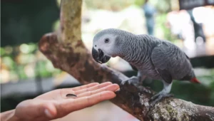 Zoo ma leczniczą moc? Naukowcy z Wrocławia to sprawdzają