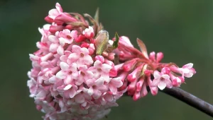 Zapomniany krzew cieszy oczy kwiatami w środku zimy. Pozazdroszczą ci go wszyscy sąsiedzi