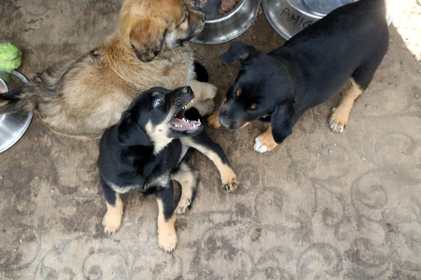 Zmiany w schroniskach dla zwierząt od 27 stycznia b.r. Czy będą korzystne dla zwierząt? Zmiany w schroniskach dla zwierząt od 27 stycznia b.r. Czy będą korzystne dla zwierząt?