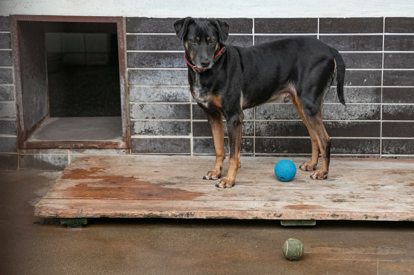 W Polsce obecnie funkcjonuje ok. 230 schronisk dla zwierząt W Polsce obecnie funkcjonuje ok. 230 schronisk dla zwierząt