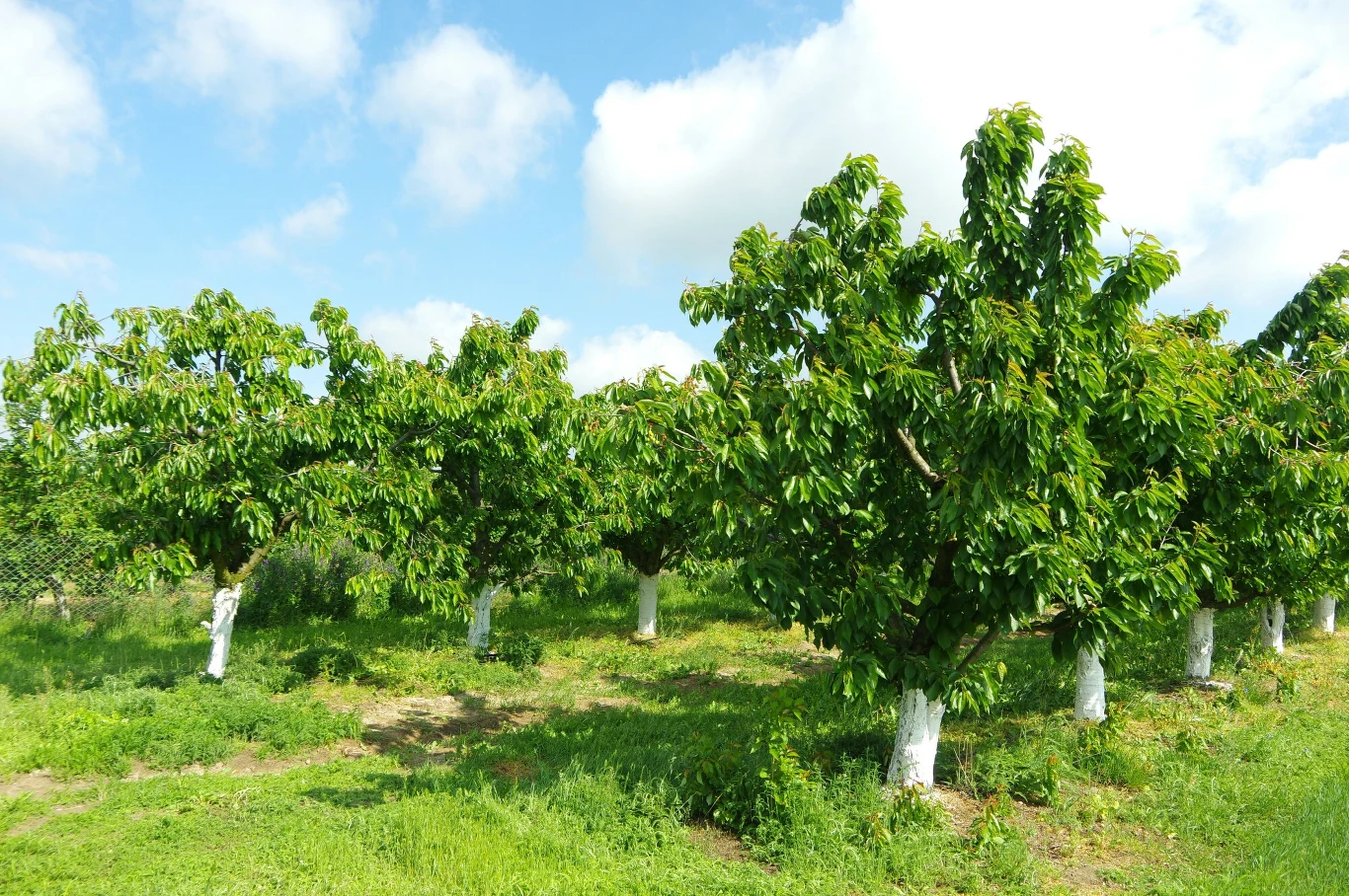 Bielenie drzewek owocowych w sadzie jest popularnym sposobem ich zabezpieczania przed uszkodzeniami mrozowymi. 