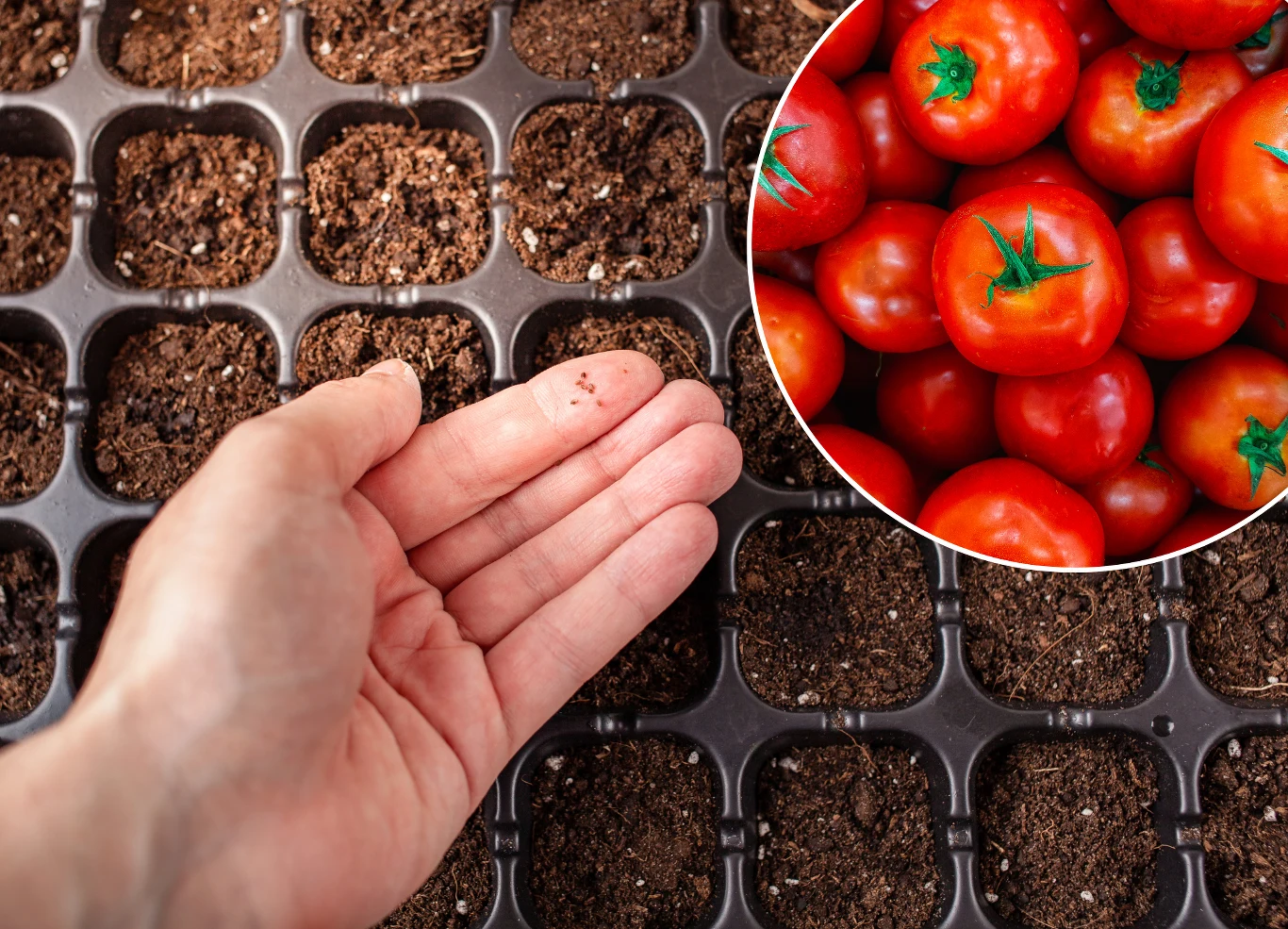 Kiedy wysiewać pomidory? Wszystko zależy od tego, gdzie trafią w kolejnych etapach uprawy. Kiedy wysiewać pomidory? Wszystko zależy od tego, gdzie trafią w kolejnych etapach uprawy.