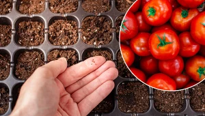 Marzysz o dorodnych pomidorach? Nie przegap tego terminu wysiewu