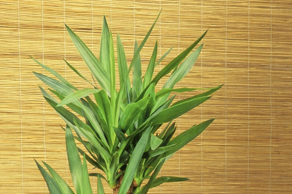 Juka to piękna roślina doniczkowa o oczyszczających właściwościach 
