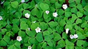 Kiedyś uznawany za chwast, dziś gości w wielu domach i ogrodach. Jak pielęgnować szczawik zajęczy?