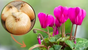 Podlej cyklamen perski domowym wywarem. Doniczka utonie w kwiatach