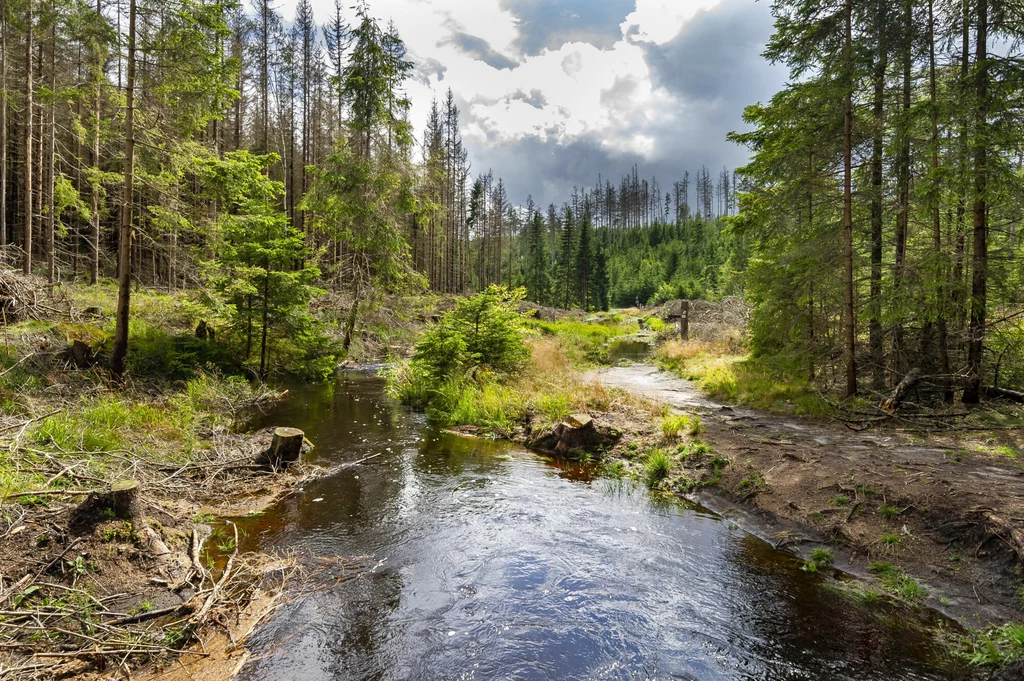 Zmiany klimatu postępują dynamicznie i najsilniejsze ekstrema pogodowe dopiero przed nami. Odczują to również drzewa, od których tak wiele zależy