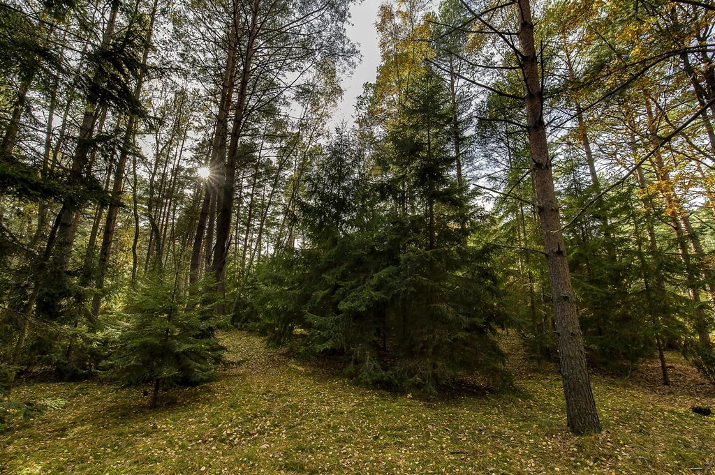 Obszary odlesione, zalesiono na nowo gatunkami wrażliwymi na zmiany klimatu lub pozostawione do tak zwanej naturalnej regeneracji w antropocenie nie kształtują się zgodnie z znanymi nam regułami