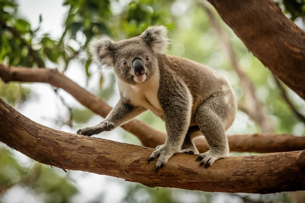 Koala to niewątpliwie najbardziej rozpoznawany gatunek zwierząt w Australii