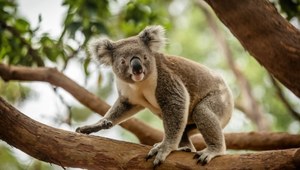 Koala to najbardziej rozpoznawany gatunek zwierząt w Australii.