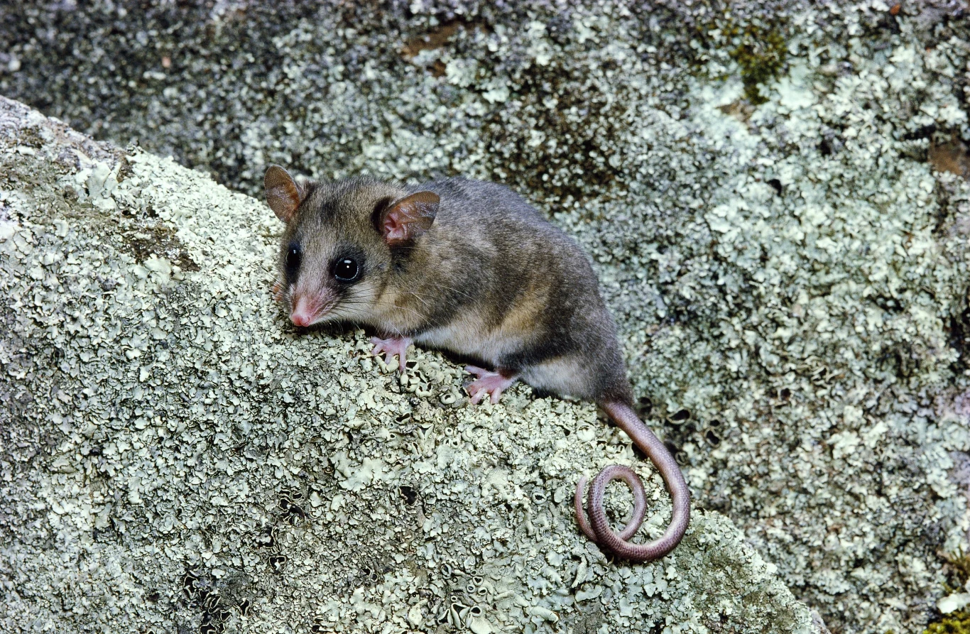 Drzewnica górska