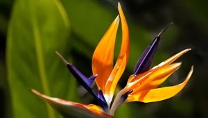 Zalej wodą i podlej strelicję. Rajski kwiat bujnie zakwitnie 