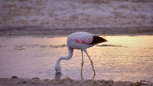 Flamingi zagrożone wydobyciem litu. Obszary ulegną nieodwracalnej przemianie